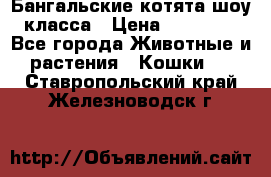 Бангальские котята шоу класса › Цена ­ 25 000 - Все города Животные и растения » Кошки   . Ставропольский край,Железноводск г.